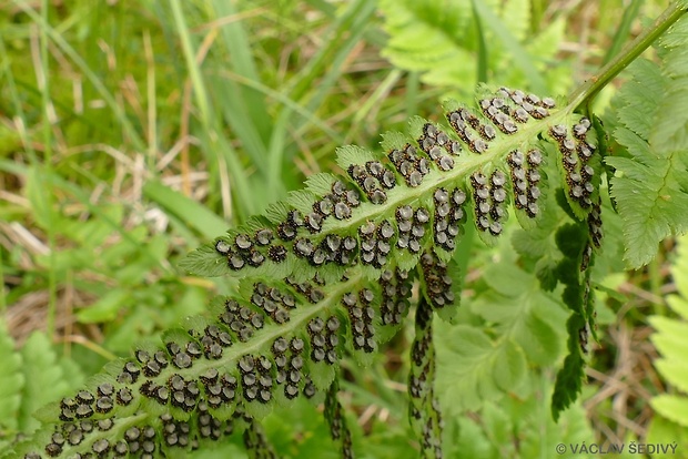 papraď hrebenatá Dryopteris cristata (L.) A. Gray