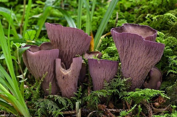 lievikovec kyjakovitý Gomphus clavatus (Pers.) Gray