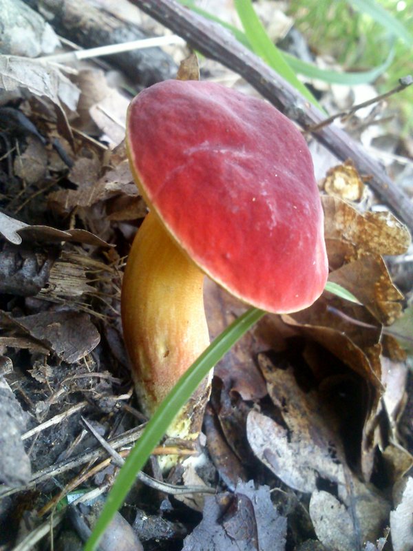 suchohríb karmínový Hortiboletus rubellus (Krombh.) Simonini, Vizzini & Gelardi