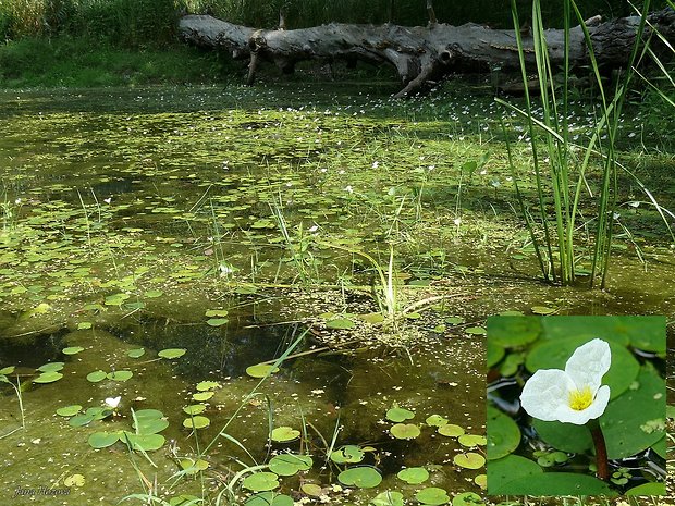 vodnianka žabia Hydrocharis morsus-ranae L.