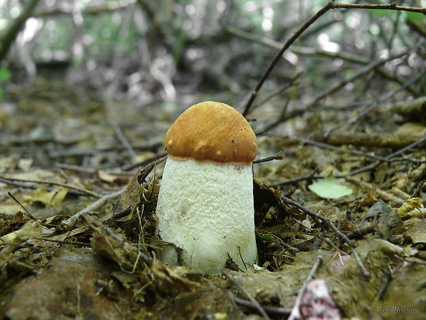 kozák osikový Leccinum albostipitatum den Bakker & Noordel.