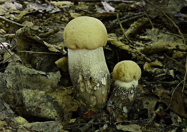 kozák topoľový Leccinum duriusculum (Schulzer ex Kalchbr.) Singer