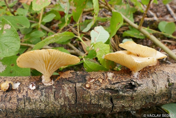 húževnatec voňavý Lentinus suavissimus Fr.