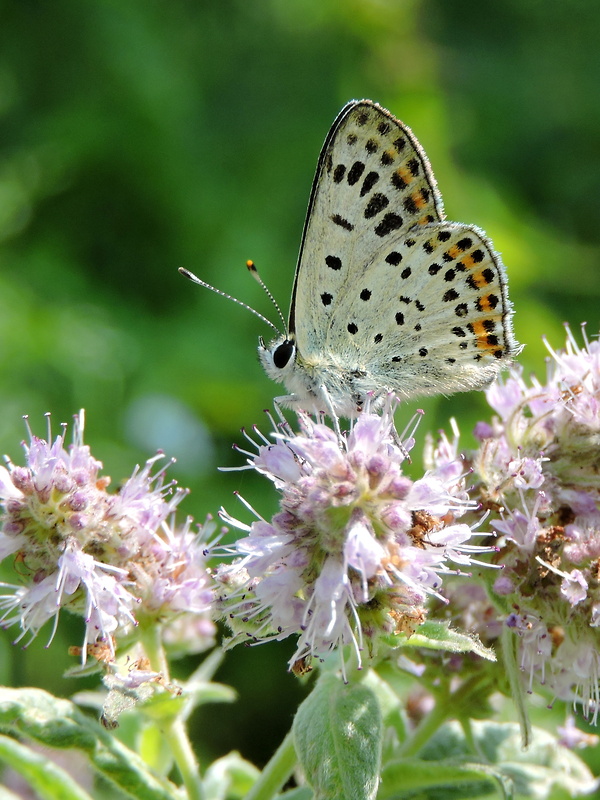 ohniváčik čiernoškvrnný  Lycaena tityrus