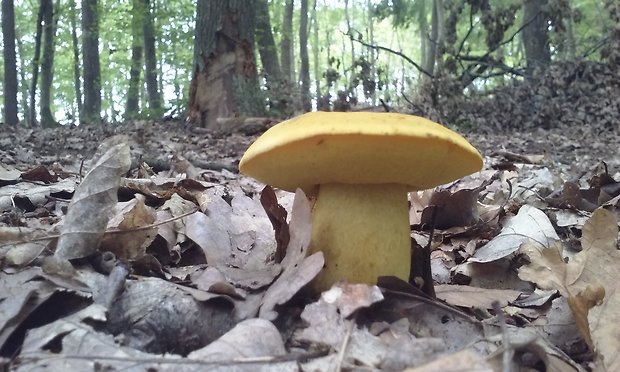 hríb zrnitohlúbikový odfarbený ??? Neoboletus xanthopus (Quél.) Krieglst.