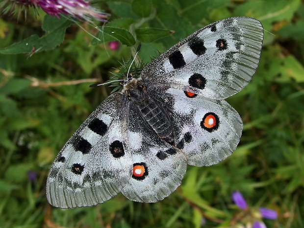 jasoň červenooký  Parnassius apollo