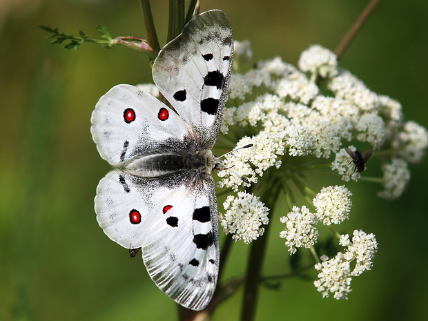 jasoň červenooký Parnassius apollo