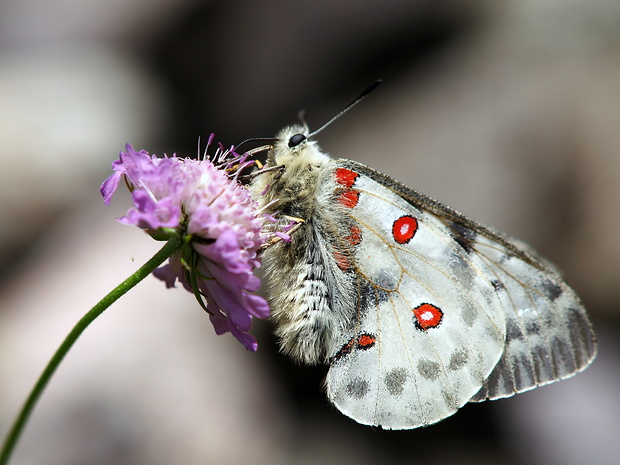 jasoň červenooký  Parnassius apollo