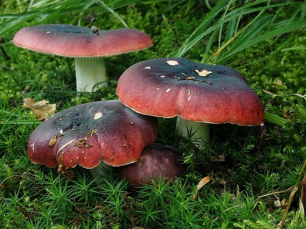 plávka tmavopurpurová Russula atropurpurea (Krombh.) Britzelm.