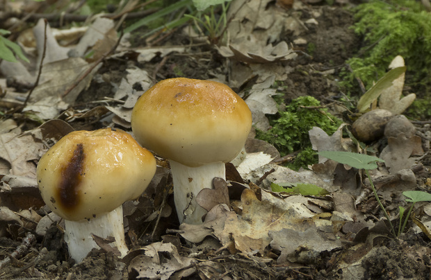 plávka smradľavá Russula foetens Pers.