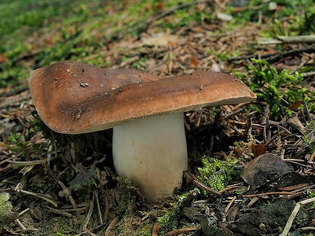 plávka lasičia Russula mustelina Fr.