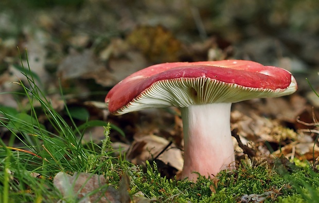 plávka úhľadná Russula rosea Pers.