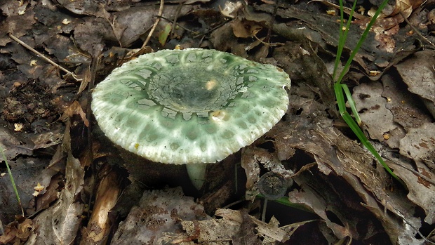 plávka zelenkastá Russula virescens (Schaeff.) Fr.