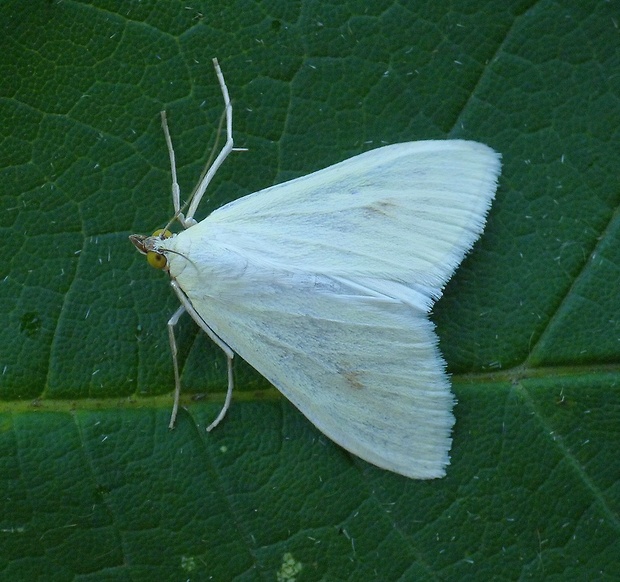 vijačka zelenkavá Sitochroa palealis