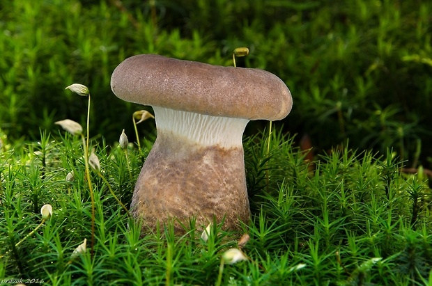 čechračka tmavohlúbiková Tapinella atrotomentosa (Batsch) Šutara