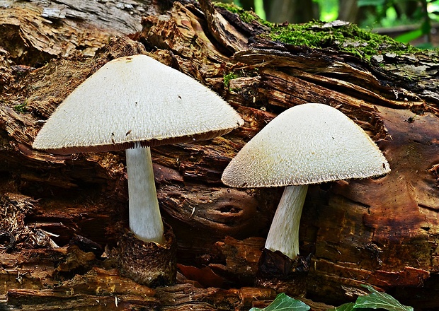 pošvovec stromový Volvariella bombycina (Schaeff.) Singer