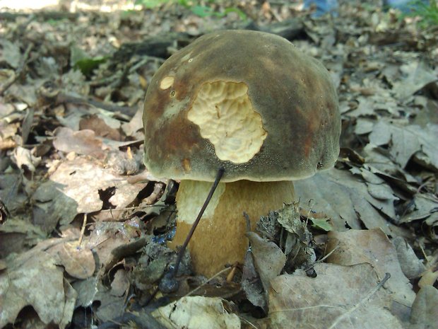 hríb bronzový Boletus aereus Bull. ex Fr.