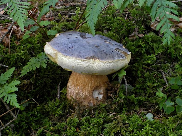 hríb bronzový Boletus aereus Bull. ex Fr.