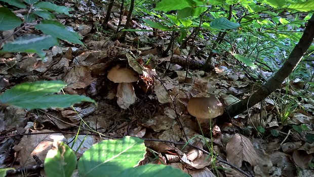 hríb smrekový Boletus edulis Bull.