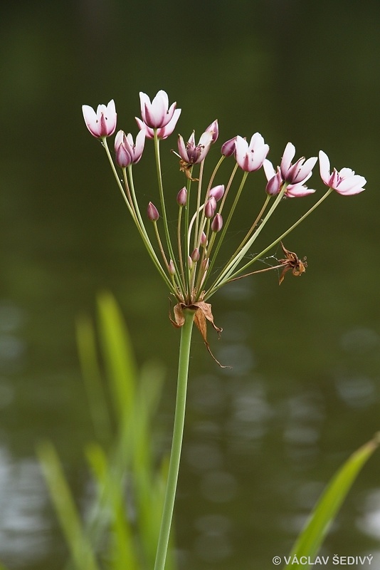 okrasa okolíkatá Butomus umbellatus L.