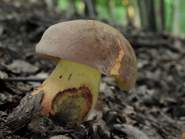 hríb nádherný Butyriboletus fuscoroseus (Smotl.) Vizzini & Gelardi