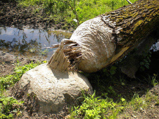 bobor európsky Castor fiber