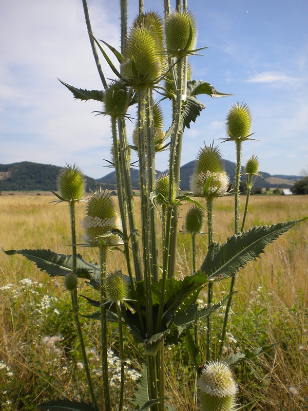 štetka laločnatá Dipsacus laciniatus L.