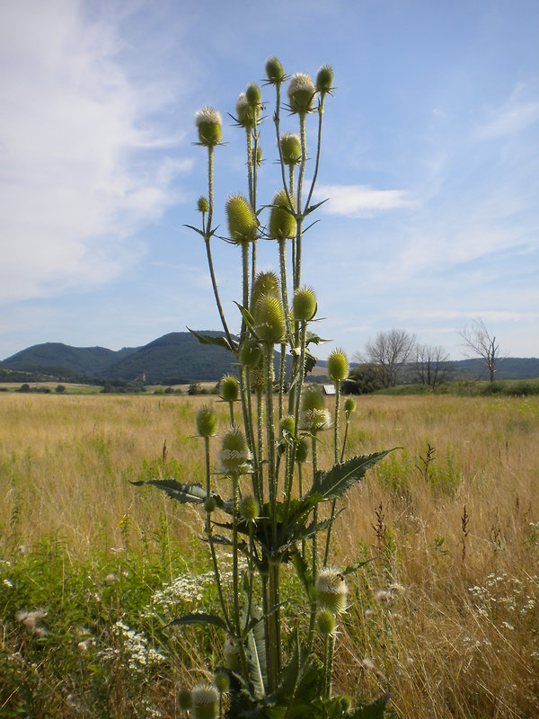 štetka laločnatá Dipsacus laciniatus L.