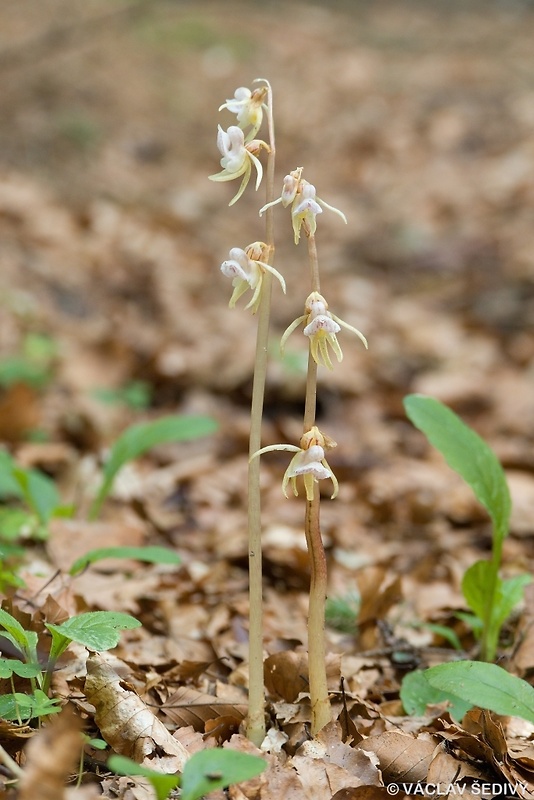 sklenobyľ bezlistá Epipogium aphyllum (F.W. Schmidt) Swartz