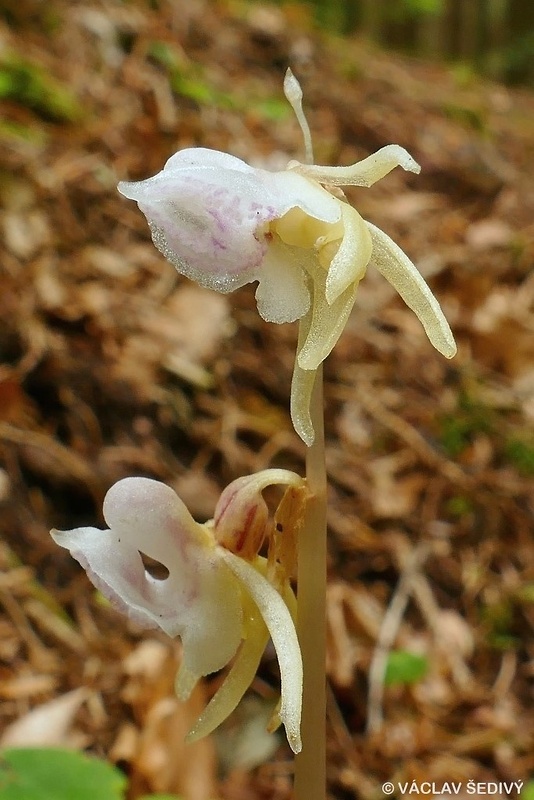 sklenobyľ bezlistá Epipogium aphyllum (F.W. Schmidt) Swartz