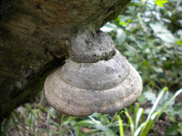 práchnovec kopytovitý Fomes fomentarius (L.) J.J. Kickx