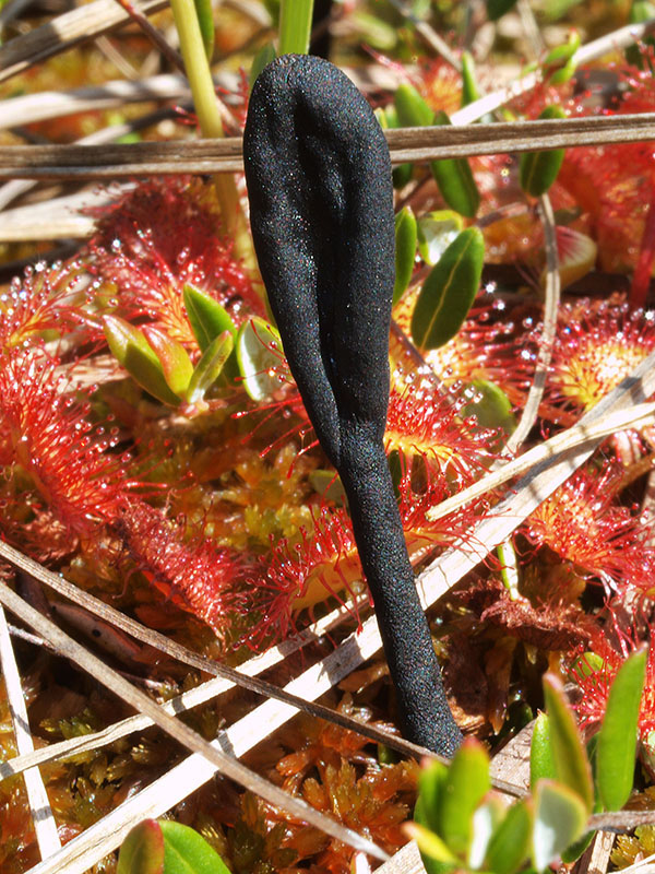 jazýček Geoglossum glabrum Pers.