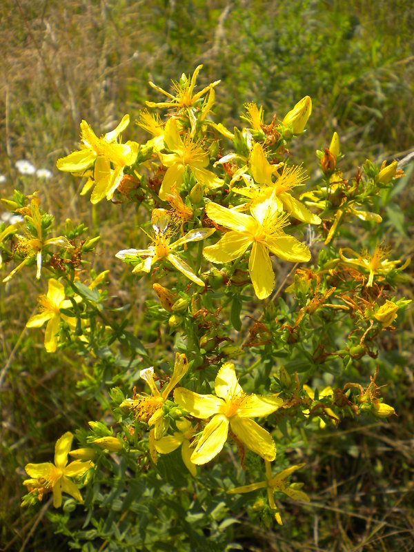 ľubovník bodkovaný Hypericum perforatum L.