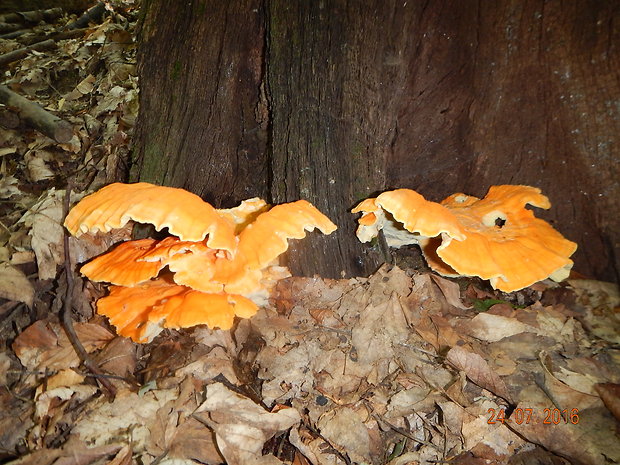 sírovec obyčajný Laetiporus sulphureus (Bull.) Murrill