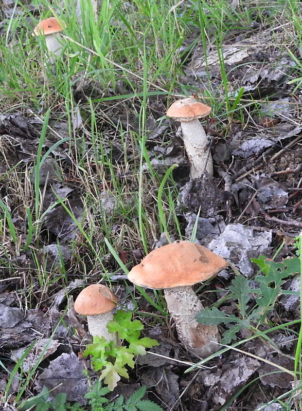 kozák žltooranžový Leccinum versipelle (Fr. & Hök) Snell