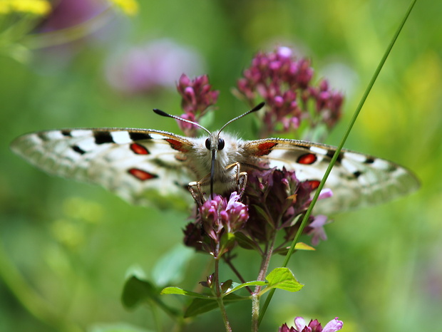 jasoň červenooký Parnassius apollo