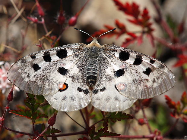 jasoň červenooký  Parnassius apollo