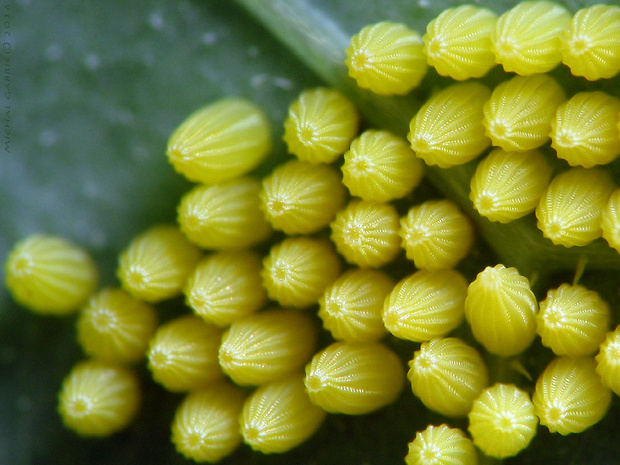 mlynárik kapustový Pieris brassicae Linnaeus, 1758