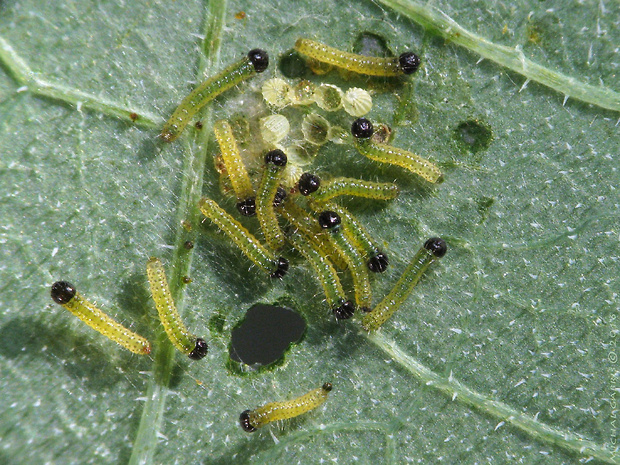 mlynárik kapustový Pieris brassicae Linnaeus, 1758