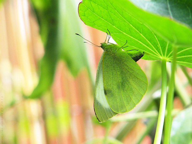 mlynárik kapustový Pieris brassicae Linnaeus, 1758