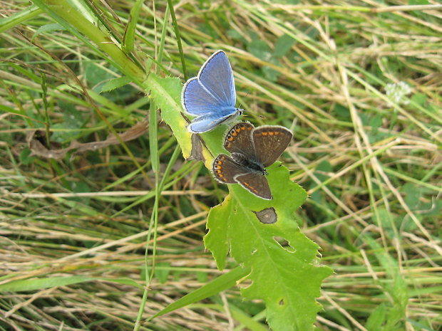 modráčik obyčajný Polyommatus icarus