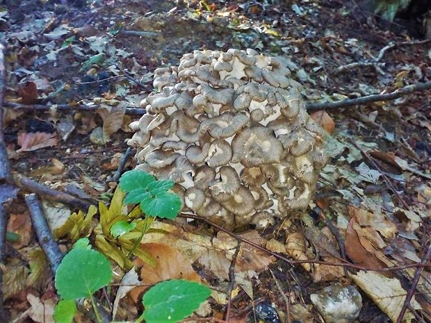 trúdnik klobúčkatý Polyporus umbellatus (Pers.) Fr.