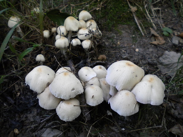 drobuľka Candolleova Psathyrella candolleana (Fr.) Maire