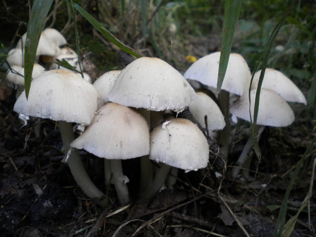 drobuľka Candolleova Psathyrella candolleana (Fr.) Maire