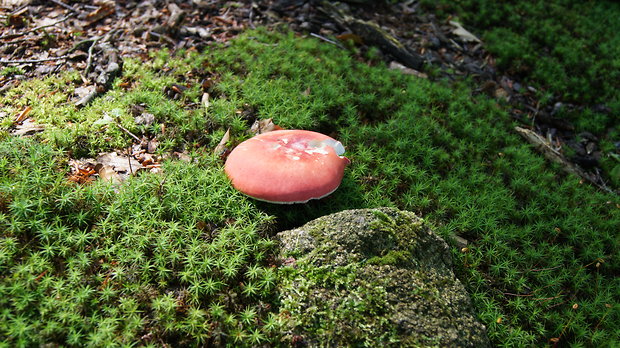 plávka Russula sp.