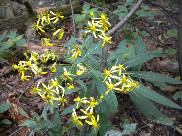 starček Senecio sp.