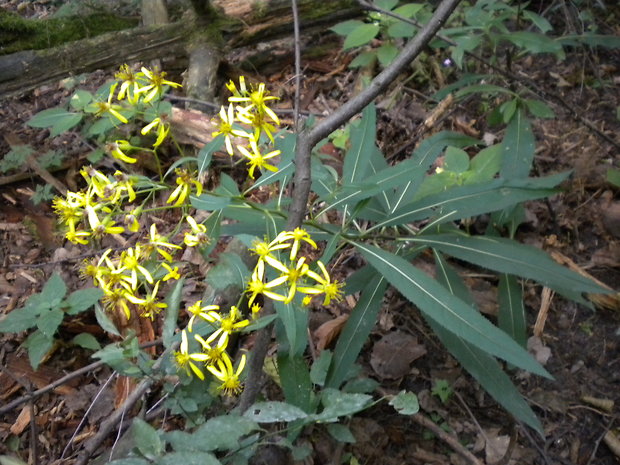 starček Senecio sp.