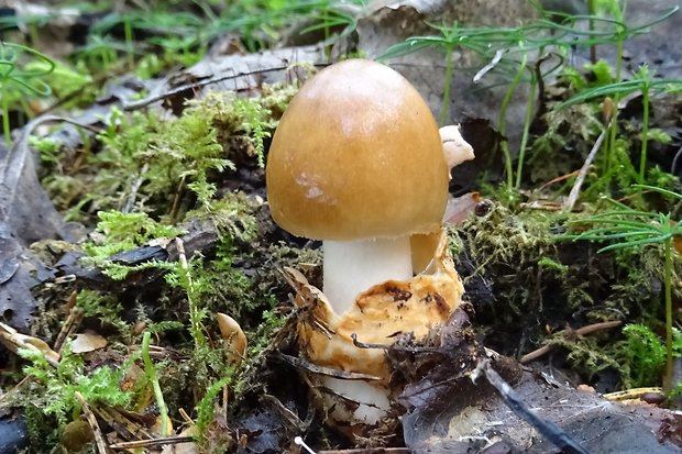 muchotrávka plavohnedá Amanita fulva Fr.