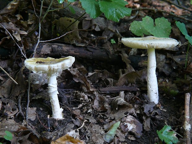 muchotrávka zelená Amanita phalloides (Vaill. ex Fr.) Link