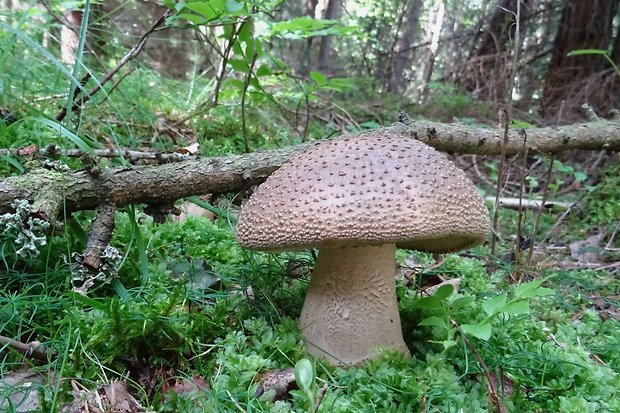 muchotrávka červenkastá Amanita rubescens Pers.